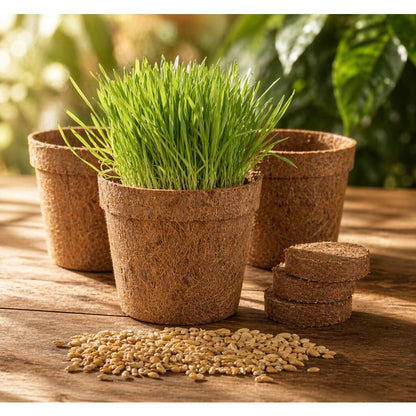 86Pcs Cat Grass Seeds adaptable to regular indoor environments and daily household ambient conditions
