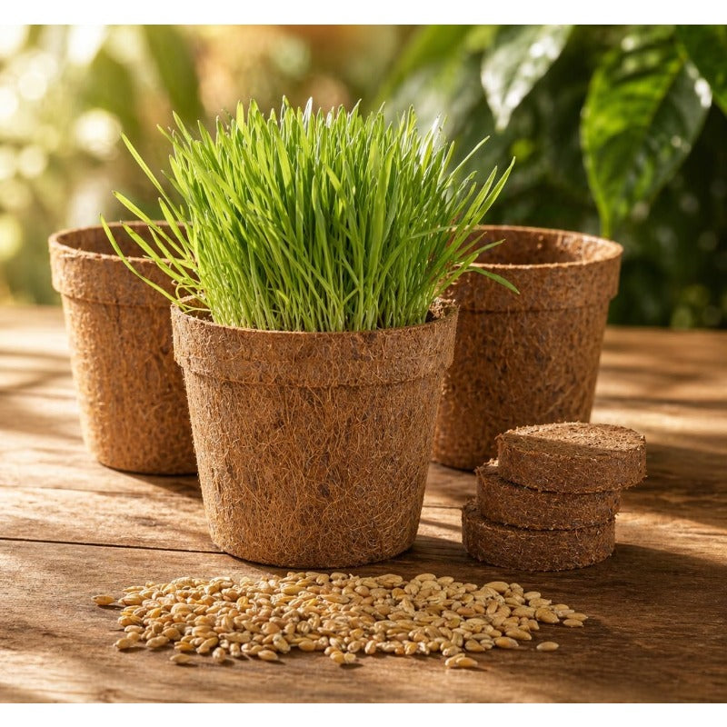 86Pcs Cat Grass Seeds adaptable to regular indoor environments and daily household ambient conditions