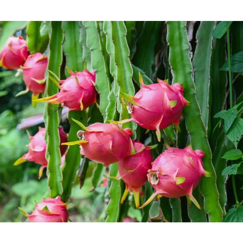 84Pcs Easy to Sow Dragon Fruit Seeds ideal for forming continuous ornamental lines along yard trellises and fence borders