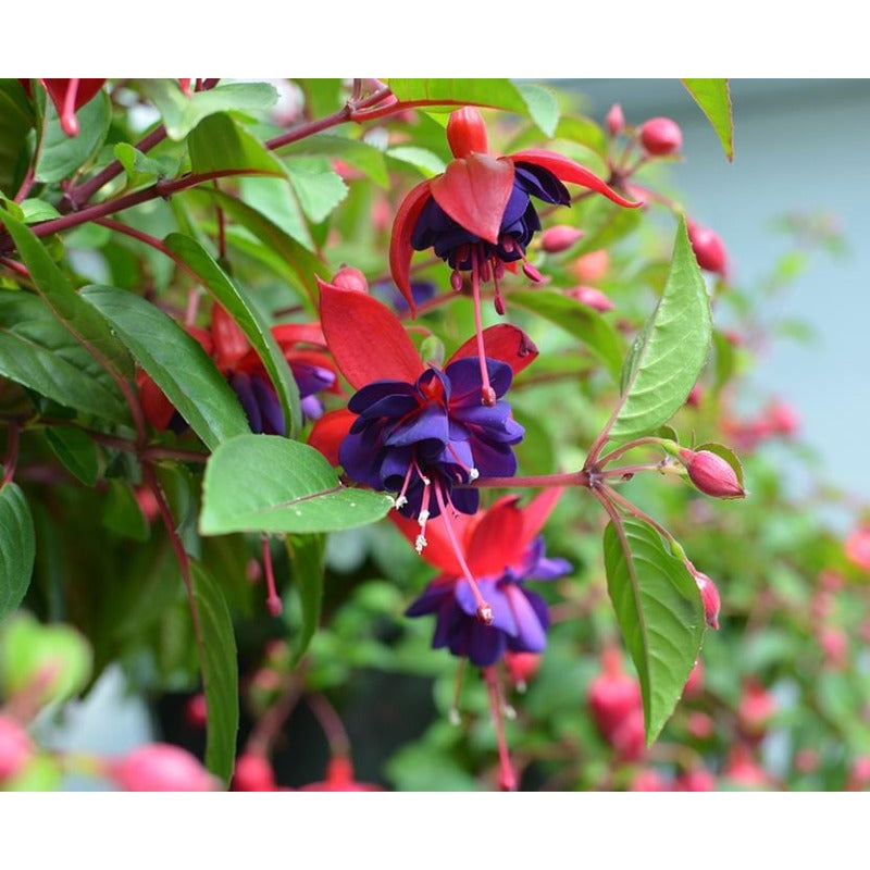 100pcs Lush Growing Bushy Compact Growth with Fuchsia Seeds for Patio fuchsia seeds fuchsia seeds for planting fuchsia seeds for hanging baskets