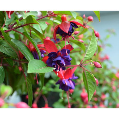 100pcs Lush Growing Bushy Compact Growth with Fuchsia Seeds for Patio fuchsia seeds fuchsia seeds for planting fuchsia seeds for hanging baskets