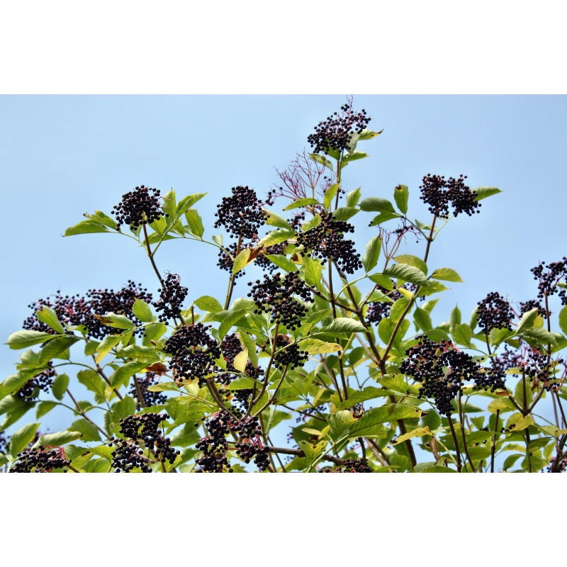 200Pcs Elderberry Seeds Friendly For New Growers With Reliable Germination And Stable Vigor