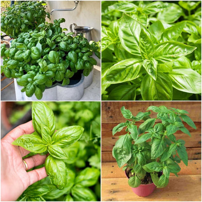 500pcs Basil Seeds Effortless Cultivation fit small and medium patio and garden landscape layout demands