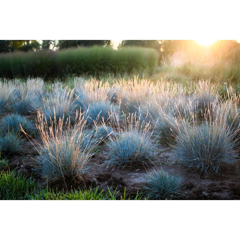 500Pcs Beginner Friendly Fescue Seeds fill sparse bare ground spots in newly arranged yard and garden layouts
