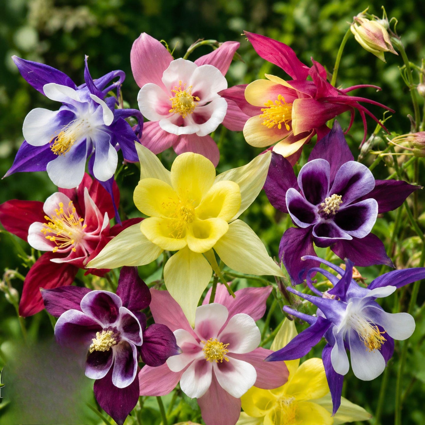 199Pcs Columbine Seeds Heirloom Perennial Stable Clump Growth Suitable For Long Term Planting
