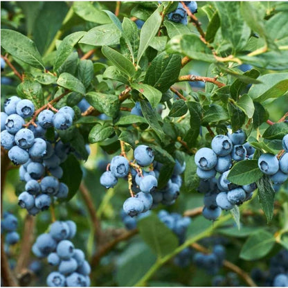 475Pcs Blueberry Seeds Perfect for beginner planting to create structured ornamental layers in home yard designs