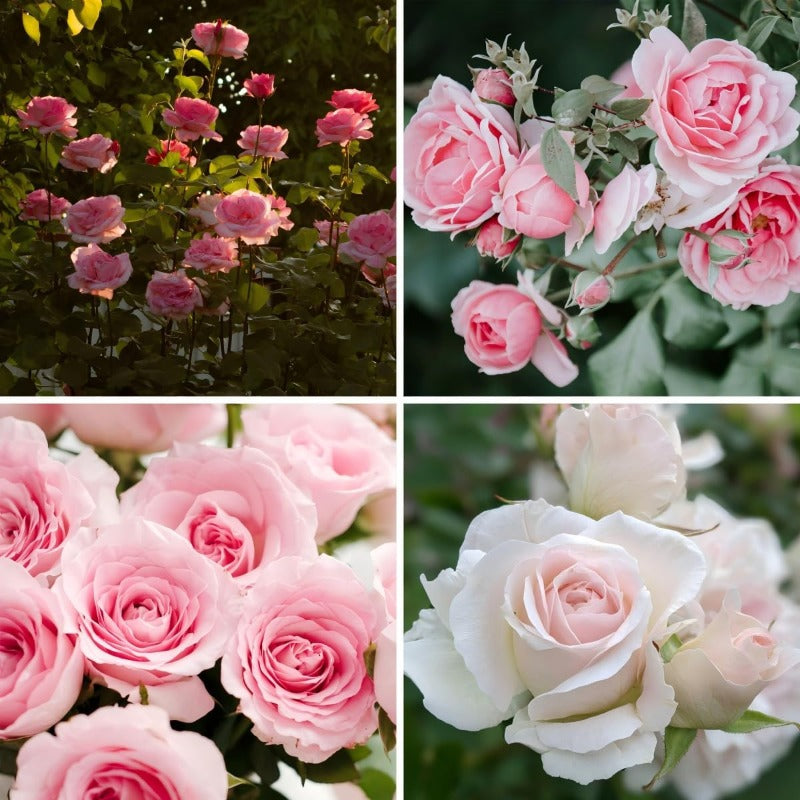 150Pcs Pink Rose Seeds for Planting, Fragrant Flower Perennial Shrub, Non-GMO Heirloom for Garden Borders, Containers and Cut Flowers