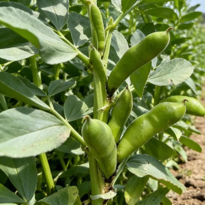 5pcs Fava Bean Seeds Effortless Cultivation fit small and medium row garden and open ground layout demands