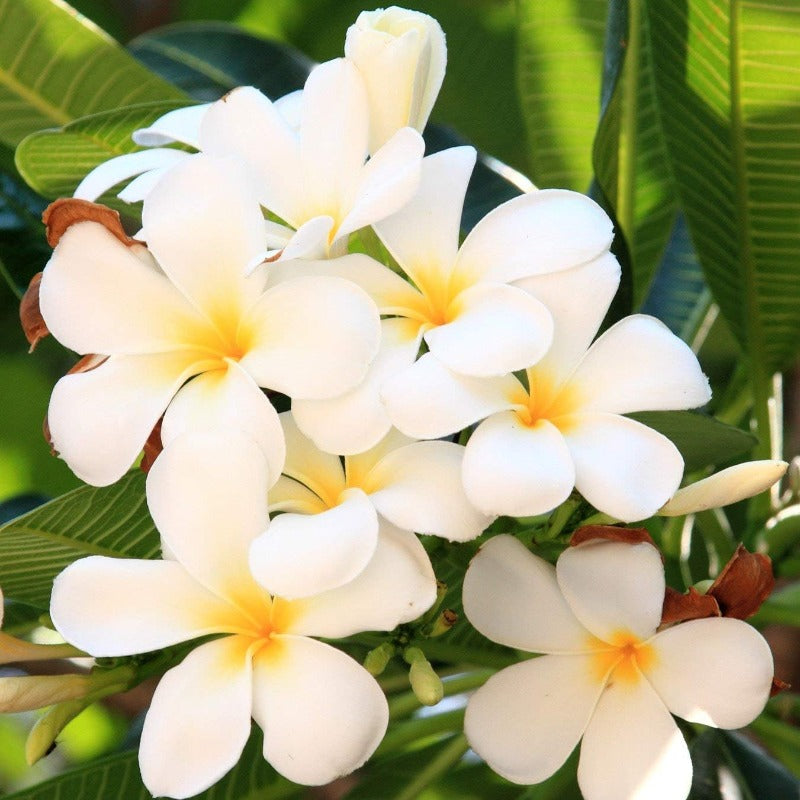 100pcs Plumeria Seeds Simple to Grow add elegant timeless ornamental charm to yard grounds and garden landscape spaces