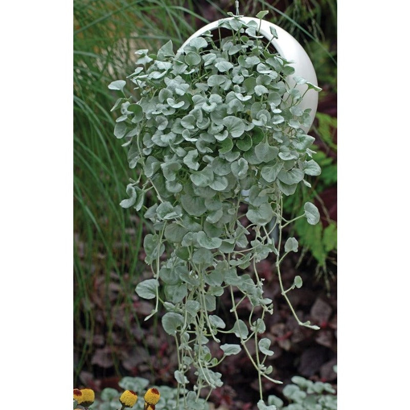 300pcs Dichondra Repens Seeds Evergreen Lawn Alternative For Outdoor Garden