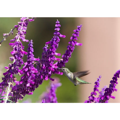 160Pcs Blue Sage Seeds Suitable for casual planting feature strong natural vitality for fast landscape establishment
