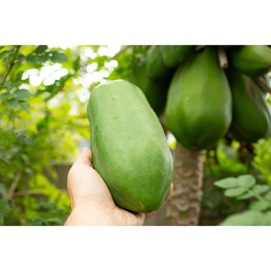30Pcs Ornamental Papaya Seeds Low Care Perennial Fleshy Seeds with Papaya Seeds for Indoor Pots
