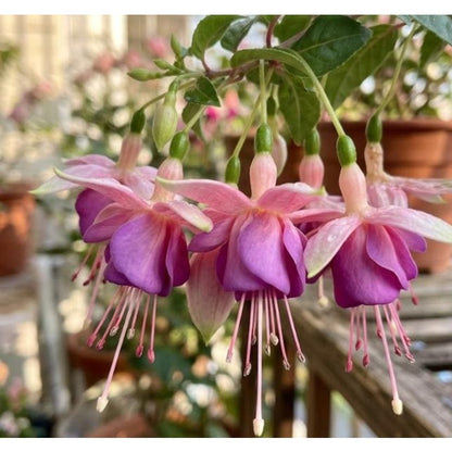 100pcs Ideal for Hanging Baskets Vigorous Growing Fuchsia Seeds