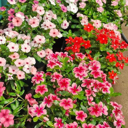 100 Madagascar Periwinkle Seeds Non GMO Perennial Garden Flower Seed Pack