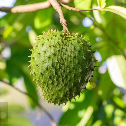 10Pcs Soursop Pawpaw Seeds Simple To Grow Resists Mild Stressful Warm Weather Conditions