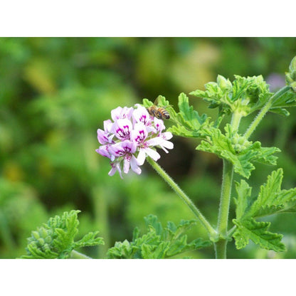 490Pcs Citronella Seeds Bring A Touch Of Fresh Outdoor Elegance To Ordinary Backyard And Patio Environments