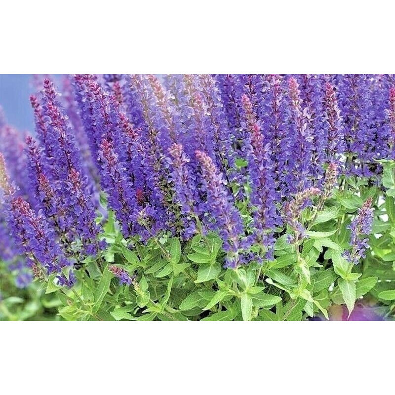 200pcs Perennial Blue Sage Seeds Drought Tolerant For Backyard Gardens Simple To Cultivate