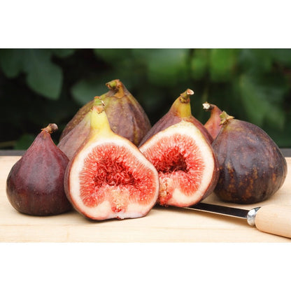 300Pcs Fig Seeds for planting add prominent broad layering to flat open residential yard landscapes