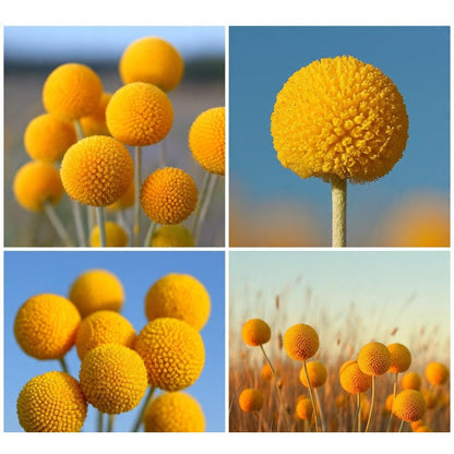 10pcs Craspedia Flower Seeds yellow Billy Buttons, Pollinator Garden seeds