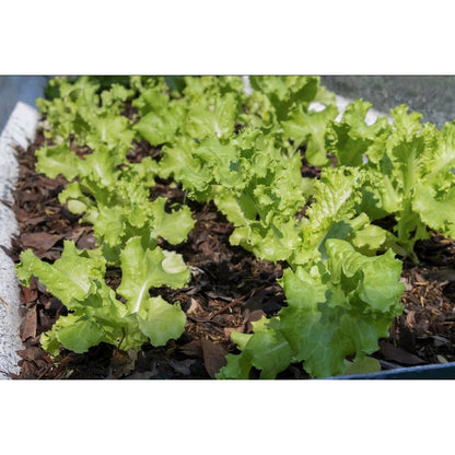 1000 Lettuce Seeds - Leaf - Grand Rapids, Heirloom, non-GMO Seeds