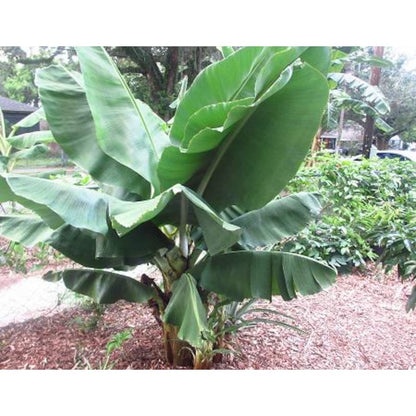 95Pcs Banana Seeds Easy To Maintain And Ideal For Heat Loving Tropical Garden Projects