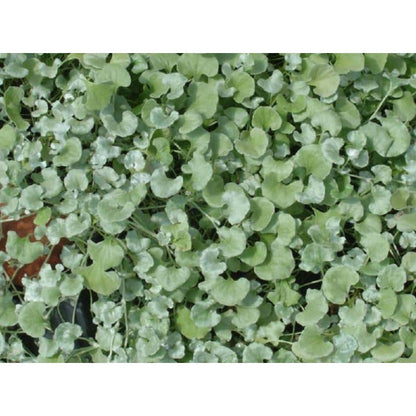 300pcs Dichondra Repens Seeds Evergreen Lawn Alternative For Outdoor Garden