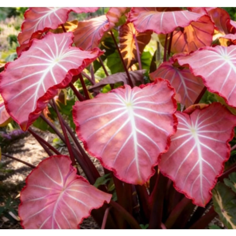 100pcs Elephant Ear seeds for Rich Green Display, Backyard Garden Design