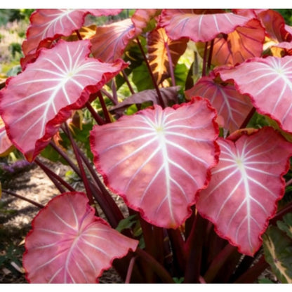 100pcs Elephant Ear seeds for Rich Green Display, Backyard Garden Design