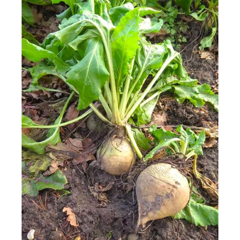 200 Turnip Seeds Friendly for new gardeners grow into full symmetrical rosette form with steady seasonal growth renewal features