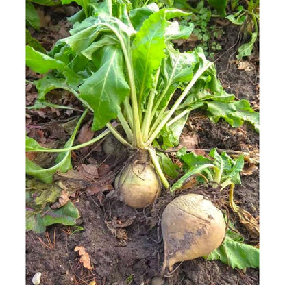 200 Turnip Seeds Friendly for new gardeners grow into full symmetrical rosette form with steady seasonal growth renewal features