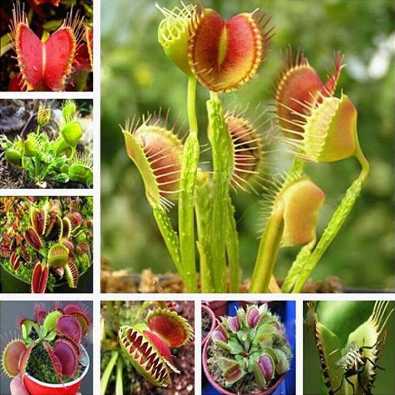 300pcs Venus-Fly-Trap Seeds Easy To Grow Suitable For Both Indoor Decor And Educational Growing Purposes