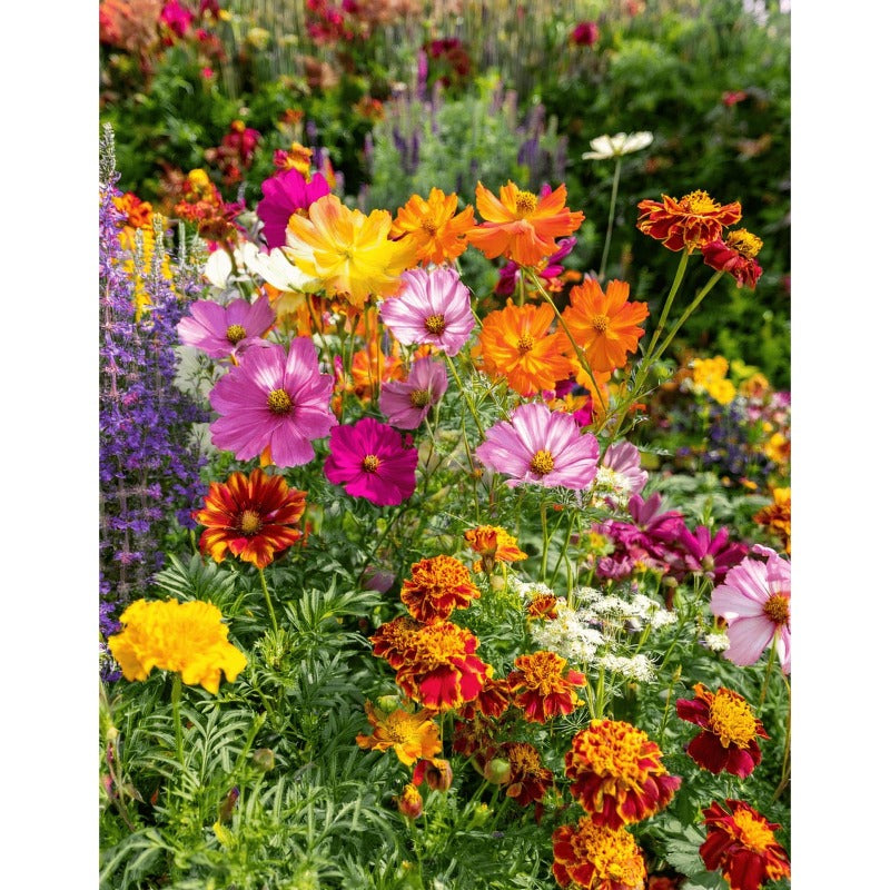 900Pcs Mix Wildflower Seeds perfect for mass sowing in yard vacant margins, garden open gaps and large bare ground spots