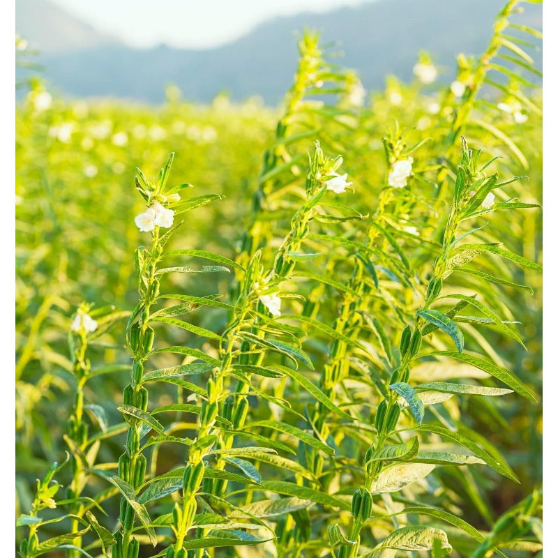 500pcs Dry Climate Adaptable Black Sesame Seeds For Arid And Semi Arid Growing Zones