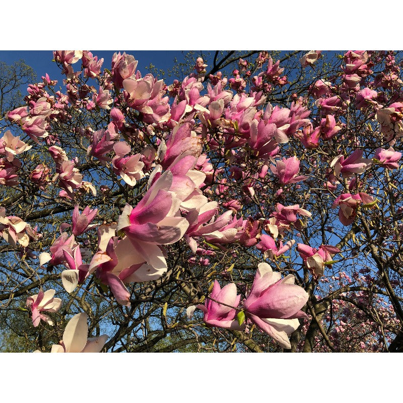 25Pcs Magnolia Seeds Made for home planting create timeless elegant focal points along yard entrances and open garden spaces