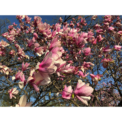 25Pcs Magnolia Seeds Made for home planting create timeless elegant focal points along yard entrances and open garden spaces