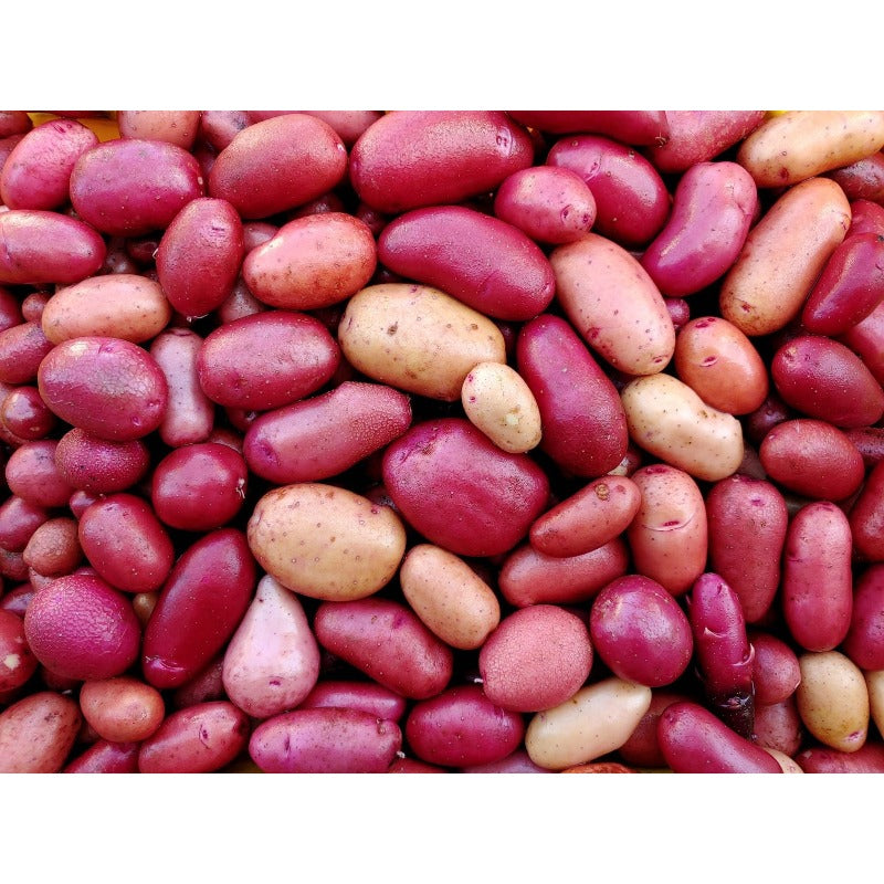 189Pcs Potato Seeds Easy to Maintain ideal for long term fixed planting in garden beds and backyard cultivation spaces