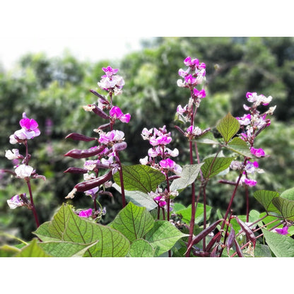7Pcs Ideal For Creating Vertical Gardens On Walls And Trellises Hyacinth Bean Seeds
