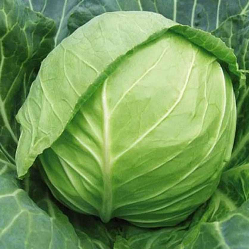 200pcs Cabbage Seeds Friendly for new gardeners grow into full rounded rosette form with steady seasonal growth renewal features