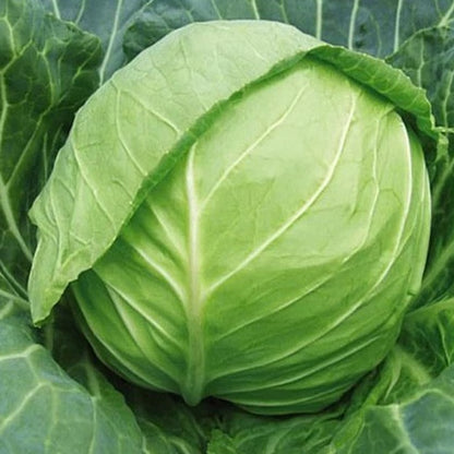 200pcs Cabbage Seeds Friendly for new gardeners grow into full rounded rosette form with steady seasonal growth renewal features