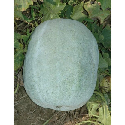 30pcs Novice Approved Winter Melon Seeds for planting in residential home garden areas and private spacious planting plots