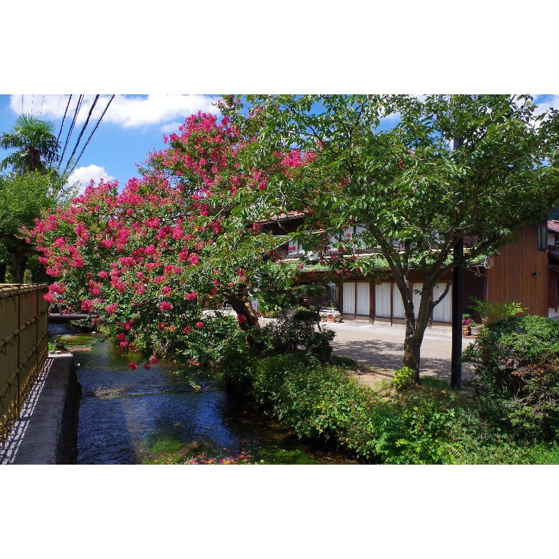 48Pcs Myrtle Tree Seeds match naturally with classic estate design and refined residential landscape styles