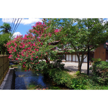 48Pcs Myrtle Tree Seeds match naturally with classic estate design and refined residential landscape styles