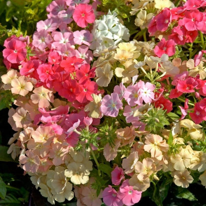 475Pcs Mix Creeping Phlox Seeds Great for beginner cultivation with solid adaptability to sun exposure and dry growing conditions