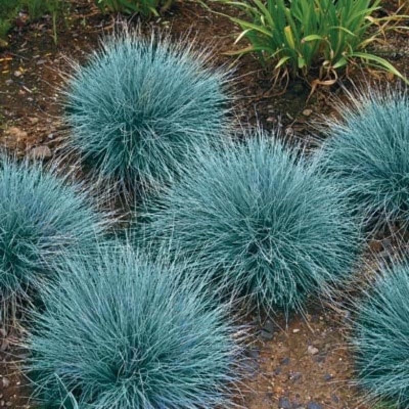 499Pcs Fescue Seeds Made for home planting create uniform delicate ground texture across large yard and garden areas