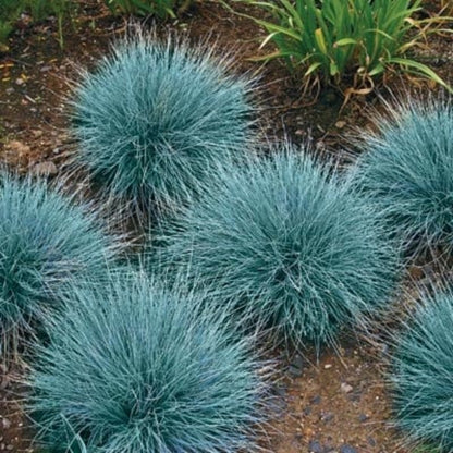 499Pcs Fescue Seeds Made for home planting create uniform delicate ground texture across large yard and garden areas