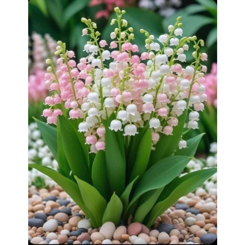 145Pcs Lily of The Valley Seeds pair well with taller ornamental plants to enrich multi-layered shaded garden landscape structure