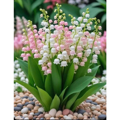 145Pcs Lily of The Valley Seeds pair well with taller ornamental plants to enrich multi-layered shaded garden landscape structure