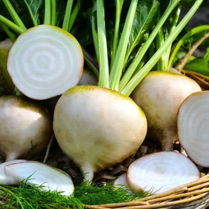 200 Turnip Seeds Friendly for new gardeners grow into full symmetrical rosette form with steady seasonal growth renewal features