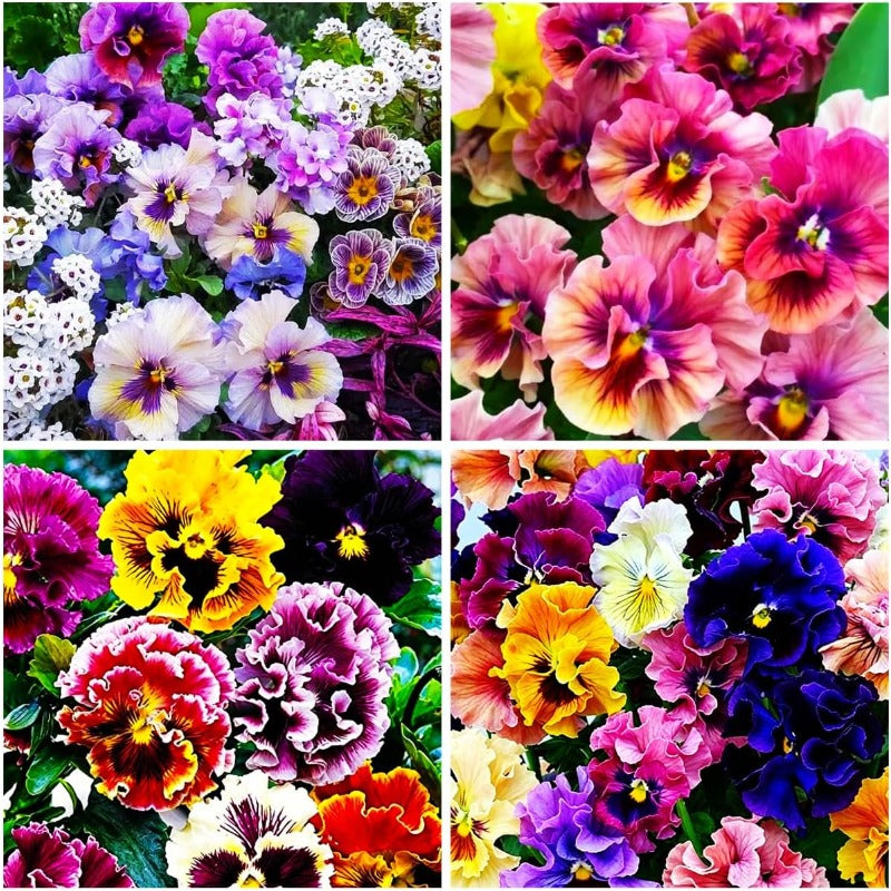 100Pcs Giant Perennial Mixed Pansy Seeds for Planting Outdoors,Fragrant Pansy Flower Seeds,Cool Weather Viola Flowers Seed Non-GMO Heirloom Winter Blooming for Home Outdoor Garden