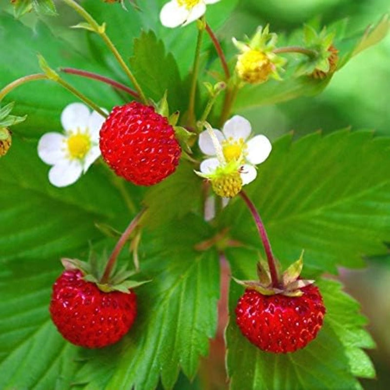 300Pcs Wild Strawberry Seeds Convenient to Grow spread naturally into tidy mats with gentle creeping growth tendency